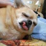 Dog with tongue out