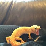 Gecko yelling