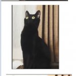 distorted black cat