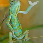 Chameleon with hand raised