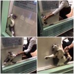 Cat getting dragged from window meme