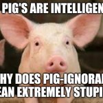 pig | IF PIG'S ARE INTELLIGENT; WHY DOES PIG-IGNORANT MEAN EXTREMELY STUPID? | image tagged in pig,memes | made w/ Imgflip meme maker