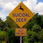 Suicidal Deer???