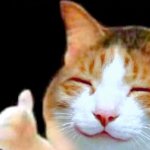 Happy Thumbs Up Cat meme