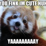 red panda | YOU FINK IM CUTE HUH; YAAAAAAAAAY | image tagged in red panda | made w/ Imgflip meme maker