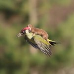 Weasel riding on woodpecker's back meme