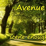 Avenue | Avenue; scene enough? | image tagged in deciduous avenue,woodland,leaves,summer,sunshine,roads | made w/ Imgflip meme maker