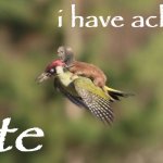Weasel riding on woodpecker | i have achieved; Flite | image tagged in weasel riding on woodpecker's back,surreal,meme man,wut,bird,flying | made w/ Imgflip meme maker