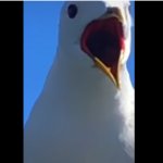 Surprised Seagull