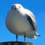 Surprised Seagull GIF Template