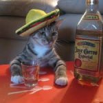 tequila cat meme