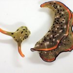 decapitated sea slug lives