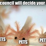 The axolotls will decide your fate | PETS; PETS; PETS | image tagged in the axolotls will decide your fate | made w/ Imgflip meme maker