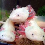 Cute Axolotl