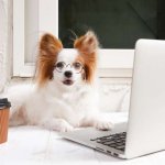 dog confused on computer