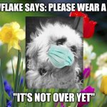 Snowflake Says: | SNOWFLAKE SAYS: PLEASE WEAR A MASK; "IT'S NOT OVER YET" | image tagged in spring,snowflake,masks,ted cruz,fun,dogs | made w/ Imgflip meme maker