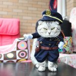 cat police