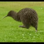 Kiwi Run GIF Template