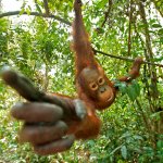 Orangutan pointing
