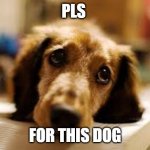 its so cute | PLS; FOR THIS DOG | image tagged in cute dog | made w/ Imgflip meme maker