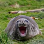 laughing walrus