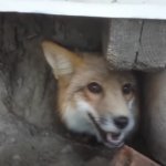 Oh fox of the shed what is your wisdom?