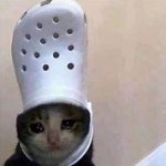cat crying with a croc on his head