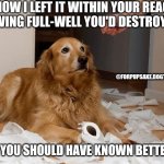 Bad [dog] | I KNOW I LEFT IT WITHIN YOUR REACH KNOWING FULL-WELL YOU'D DESTROY IT... @FORPUPSAKE.DOGTRAINING; ...BUT YOU SHOULD HAVE KNOWN BETTER 🤦 | image tagged in bad dog | made w/ Imgflip meme maker