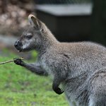 Kangaroo holding stick