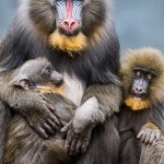 Mandrill monkeys