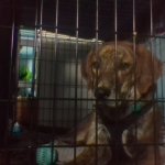 dog in jail