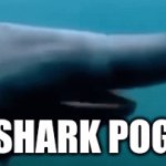 Shark Pog | SHARK POG | image tagged in gifs,shark,funny memes | made w/ Imgflip video-to-gif maker