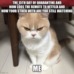 Mad cat | THE 15TH DAY OF QUARANTINE AND NOW LOOS THE REMOTE TO NETFLIX AND NOW YOUR STUCK WITH ARE YOU STILL WATCHING; ME | image tagged in mad cat | made w/ Imgflip meme maker