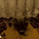 Cardboad kitty GIF Template