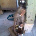 Drunken Ass monkey meme