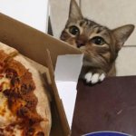 Cat wants pizza