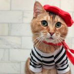 French Cat