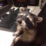 Raccoon IT specialist