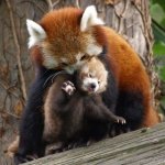 Red panda capturing its child