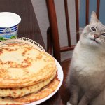 Cat doesn't like their blini