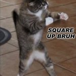 Square up cat meme