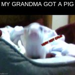this is el gordo | MY GRANDMA GOT A PIG; VERY NOT CALM | image tagged in very not calm pig,pig,peppa pig,funny animals | made w/ Imgflip meme maker