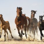 Horse chase