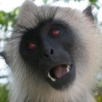 Angry Atheist Monkey