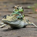 frog riding croc meme