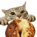 Cat want bagel