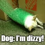 how much wrap is there even | Dog: I'm dizzy! | image tagged in gifs,doge | made w/ Imgflip video-to-gif maker