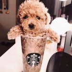 Puppuccino meme