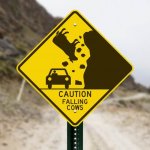 Caution falling cows meme