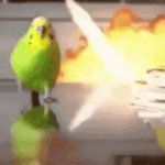 Parrot Leaving Explosion